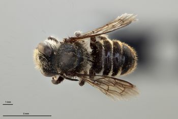 Media type: image;   Entomology 786003 Aspect: habitus dorsal view